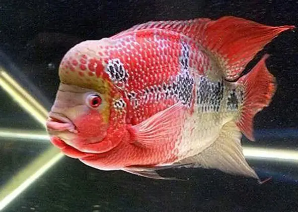 Thiết Kế Môi Trường Nước Ổn Định Thiết Kế Môi Trường Nước Ổn Định