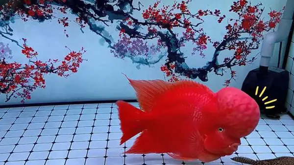 Đặc Điểm La Hán Thái Đỏ Đặc Điểm La Hán Thái Đỏ