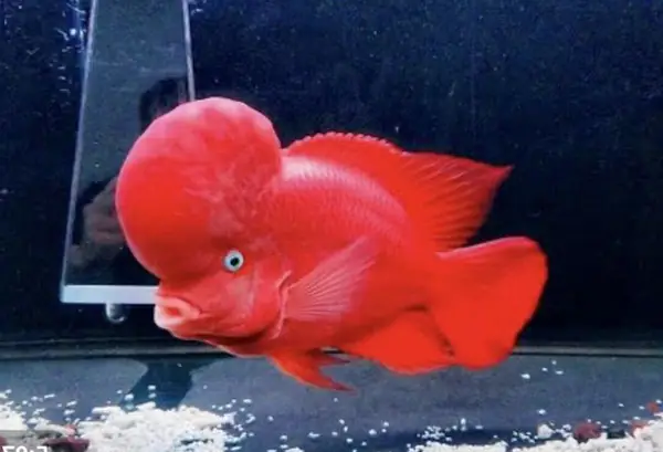 Nguồn Gốc Xuất Xứ Của Cá La Hán Thái Đỏ Nguồn Gốc Xuất Xứ Của Cá La Hán Thái Đỏ