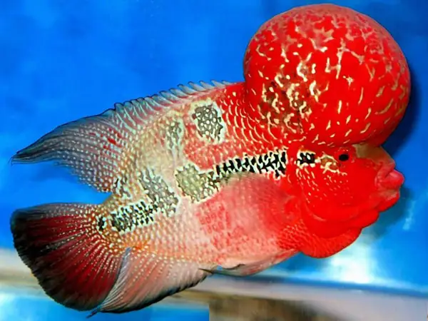 Giữ Nhiệt Độ Thích Hợp Cho Bể Cá Giữ Nhiệt Độ Thích Hợp Cho Bể Cá