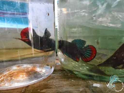 Bán Cá Lia Thia Đồng Mang Xanh