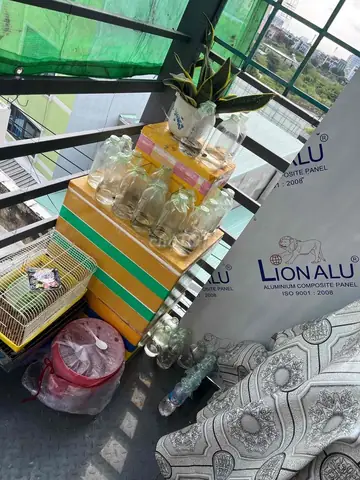 Cá Lia Thia Đồng Tự Nhiên Bao Kè - 124420730