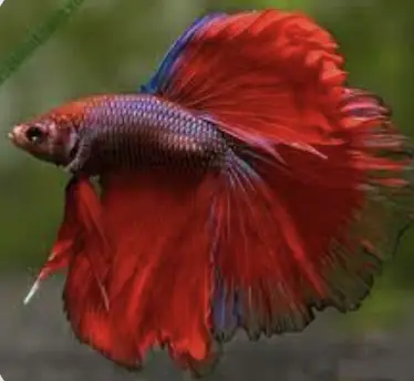 Vẻ Đẹp Độc Đáo Của Cá Lia Thia