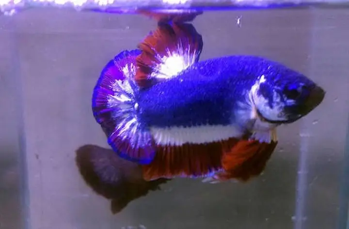 Bán Cá Lia Thia Thái: Hướng Dẫn Chọn Cá Khỏe Đẹp