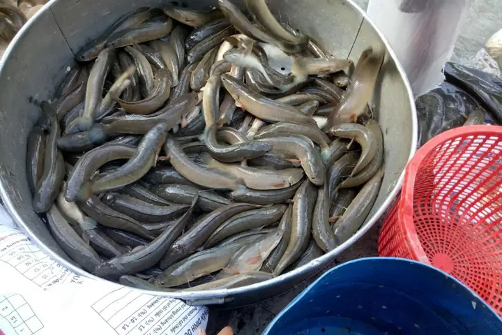 Bán Cá Lóc Cảnh Tphcm