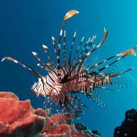 Tại Sao Cá Mao Tiên Được Ưa Chuộng Trong Giới Cá Cảnh? Tại Sao Cá Mao Tiên Được Ưa Chuộng Trong Giới Cá Cảnh?