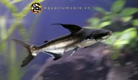 Cá Mập Cảnh - Vi Sinh Cá Cảnh Aquarium Care