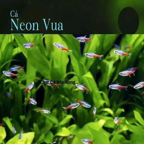 Đặc Điểm Của Cá Neon