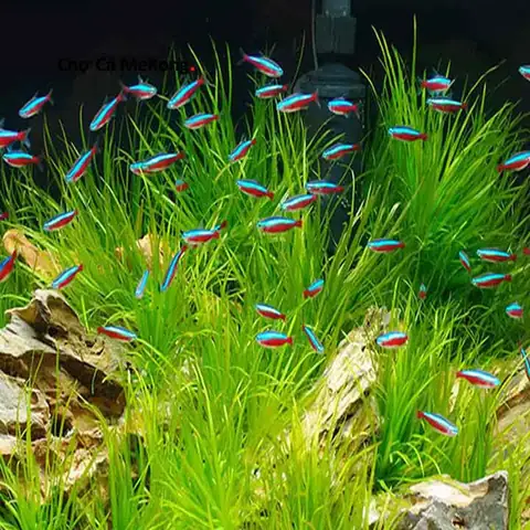 Tìm Hiểu Về Cá Neon