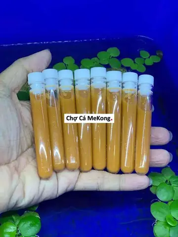 Thức Ăn Cho Cá Neon Vua