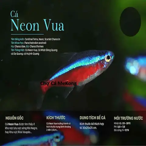 Cá Neon Vua Sinh Sản