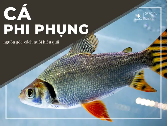 Cá Phi Phụng - Đặc Điểm Và Cách Nuôi Chúng Khỏe Mạnh ...