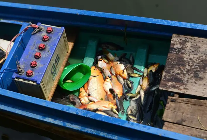 Chích Điện Cá Phóng Sinh Mang Tới Cổng Chùa Bán Lại! Chích Điện Cá Phóng Sinh Mang Tới Cổng Chùa Bán Lại!