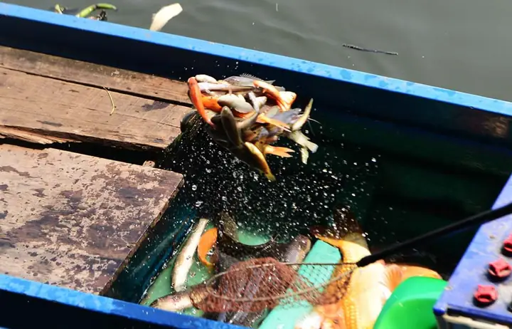 Chích Điện Cá Phóng Sinh Mang Tới Cổng Chùa Bán Lại! Chích Điện Cá Phóng Sinh Mang Tới Cổng Chùa Bán Lại!