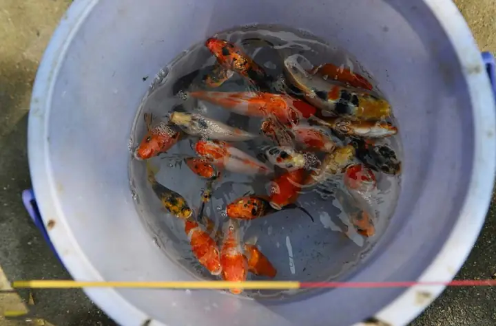 Chích Điện Cá Phóng Sinh Mang Tới Cổng Chùa Bán Lại! Chích Điện Cá Phóng Sinh Mang Tới Cổng Chùa Bán Lại!