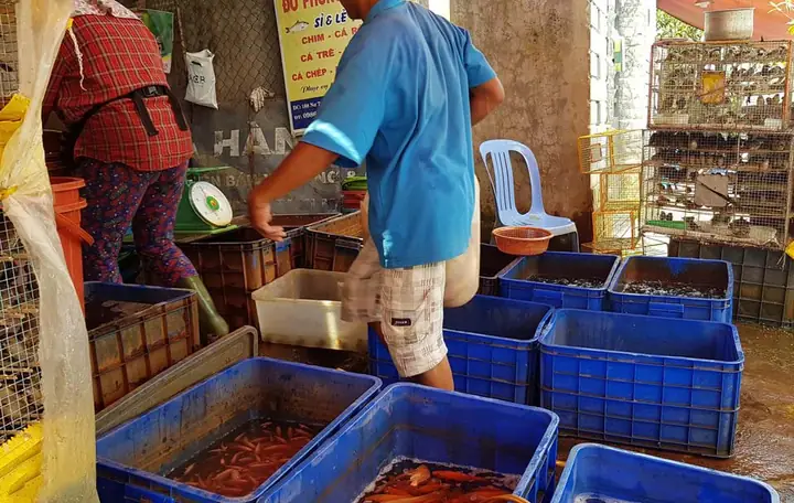 Chích Điện Cá Phóng Sinh Mang Tới Cổng Chùa Bán Lại! Chích Điện Cá Phóng Sinh Mang Tới Cổng Chùa Bán Lại!