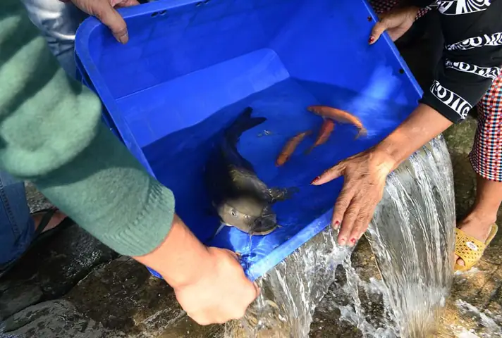 Chích Điện Cá Phóng Sinh Mang Tới Cổng Chùa Bán Lại! Chích Điện Cá Phóng Sinh Mang Tới Cổng Chùa Bán Lại!