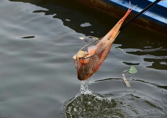 Chích Điện Cá Phóng Sinh Mang Tới Cổng Chùa Bán Lại! Chích Điện Cá Phóng Sinh Mang Tới Cổng Chùa Bán Lại!