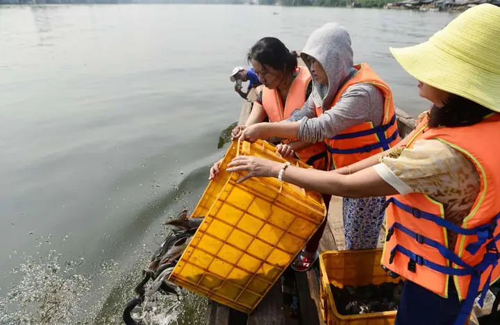 Chích Điện Cá Phóng Sinh Mang Tới Cổng Chùa Bán Lại! Chích Điện Cá Phóng Sinh Mang Tới Cổng Chùa Bán Lại!