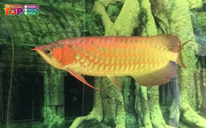 Cá Cảnh Thái Hòa