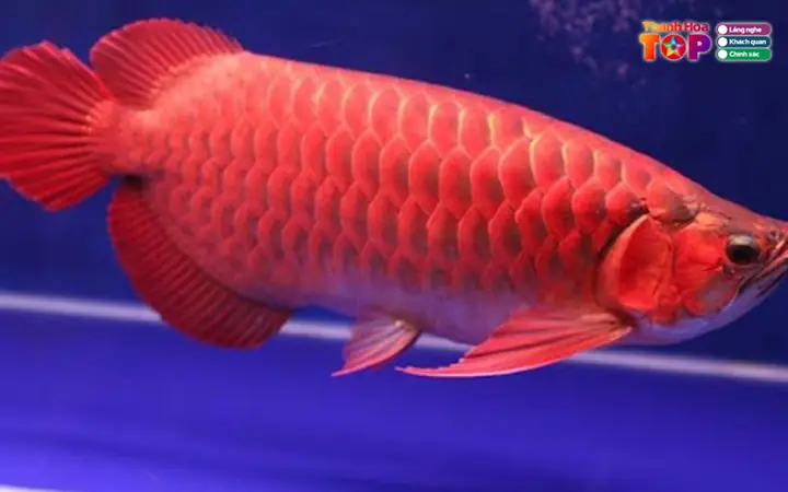 Cá Rồng Huyền Linh