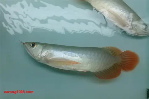 Cá Rồng Highback Size Nhỏ: Giá Bao Nhiêu, Mua Ở Đâu Uy Tín?