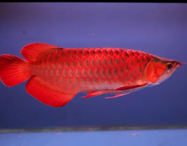 Cá Rồng Highback Size Nhỏ: Giá Bao Nhiêu, Mua Ở Đâu Uy Tín?