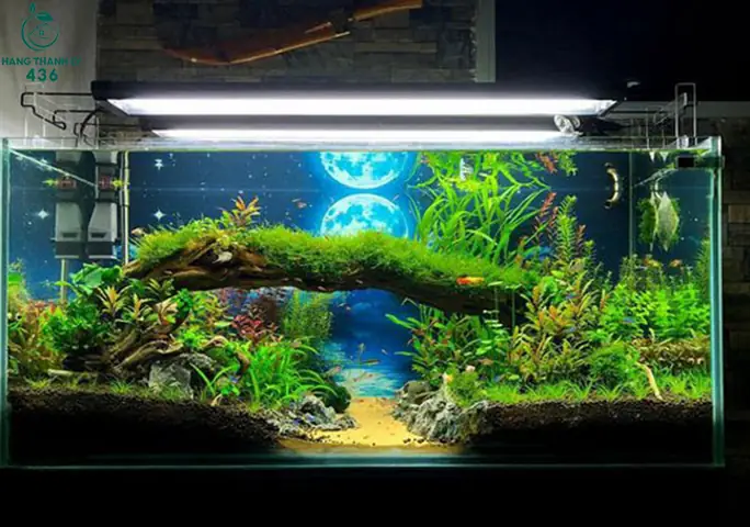 Top 10 Địa Chỉ Thanh Lý Hồ Cá Cũ Giá Tốt Nhất