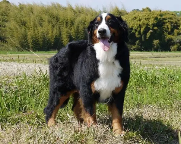 Giá Bán Chó Bernese Mountain