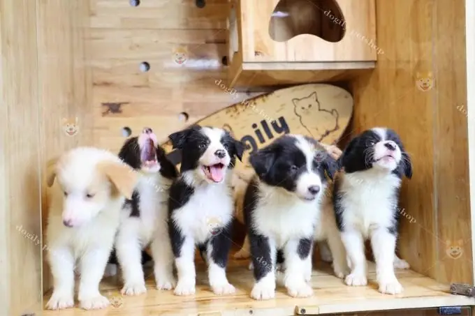 Bán Chó Border Collie Hà Nội: Hướng Dẫn Chi Tiết Từ A Đến Z