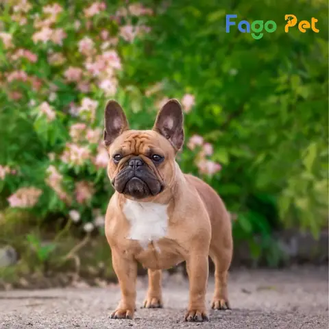 Giá Bán Chó Bull Pháp Là Bao Nhiêu