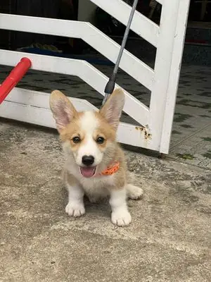 Mua Chó Cảnh Nha Trang: Hướng Dẫn Chi Tiết Từ A-z