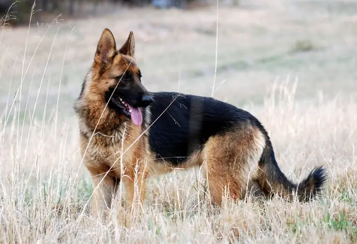 Lịch Sử Của Giống Chó Chăn Cừu Đức Lịch Sử Của Giống Chó Chăn Cừu Đức