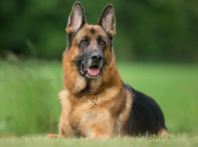 Dáng Vẻ Bên Ngoài Dáng Vẻ Bên Ngoài