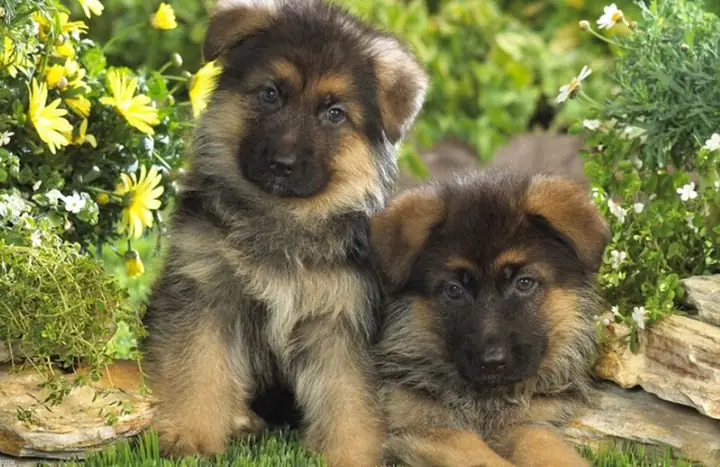 Chó Chăn Cừu Đức Có Giá Bao Nhiêu? Chó Chăn Cừu Đức Có Giá Bao Nhiêu?