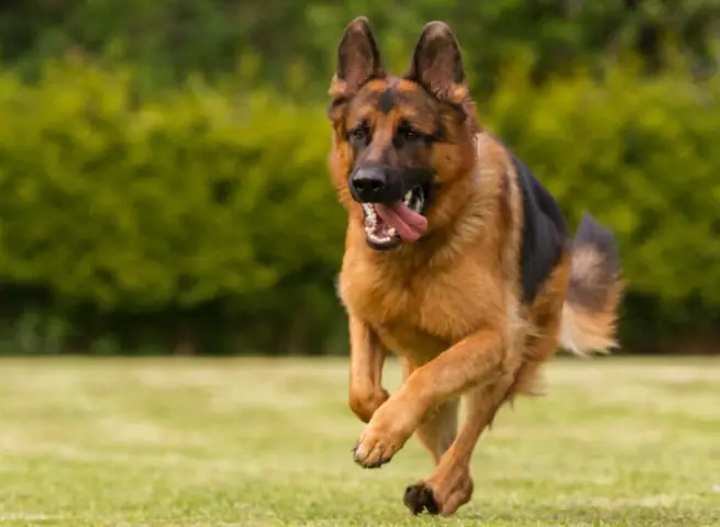 Chiều Cao, Cân Nặng Chiều Cao, Cân Nặng