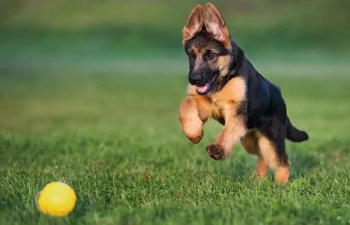 Chăm Sóc Lông Cho Chó Chăn Cừu Đức Chăm Sóc Lông Cho Chó Chăn Cừu Đức