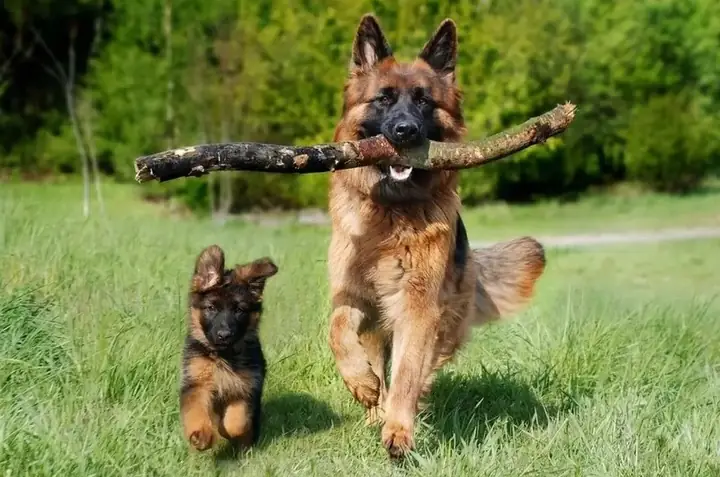 Các Lưu Ý Khi Cho Chó German Sherpherd Ăn Các Lưu Ý Khi Cho Chó German Sherpherd Ăn