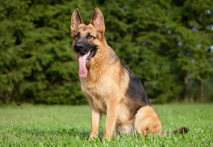 Chó Chăn Cừu Đức Có Hung Dữ Không? Chó Chăn Cừu Đức Có Hung Dữ Không?