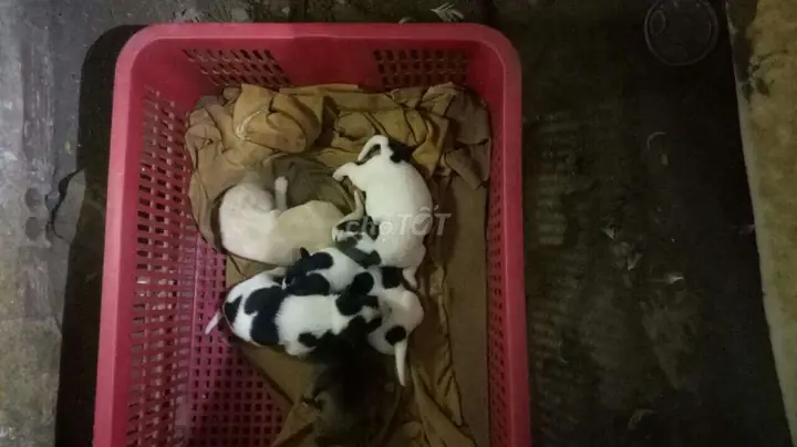 Bán Chó Con Giá 100k Tphcm Khỏe Mạnh