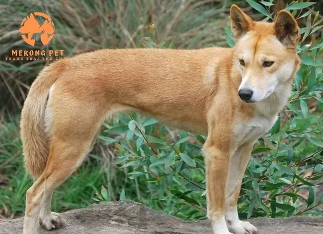 Bán Chó Con Giá Rẻ 500k Tại Tphcm, Tây Ninh, Đồng Nai