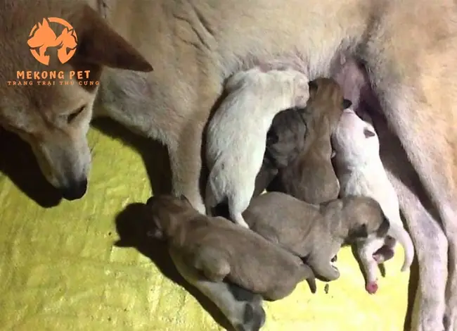 Bán Chó Con Giá Rẻ 500k - Cơ Hội Cho Người Yêu Thú Cưng!