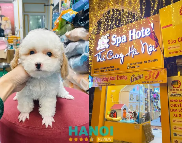 Thú Cưng Hà Nội Thú Cưng Hà Nội