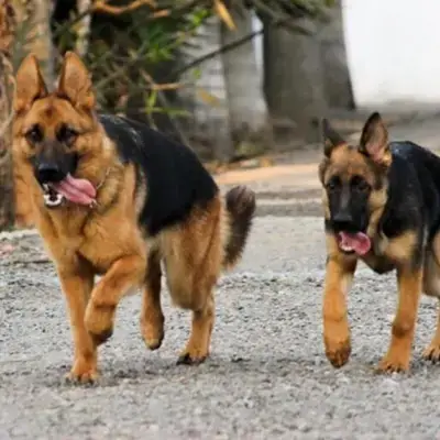 Bán Chó Lai Giống To: Hướng Dẫn Chọn Mua Và Chăm Sóc Chi Tiết