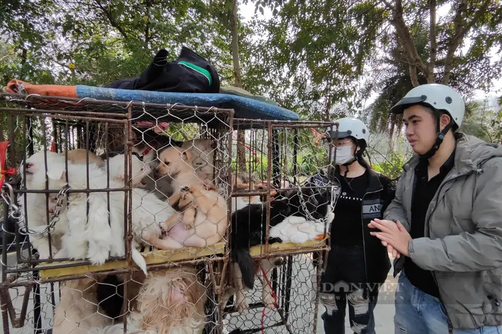 Hà Nội: Nhiều Người Nhận "trái Đắng" Khi Ham Rẻ Mua Chó, Mèo Cảnh Dạo - Ảnh 2. Hà Nội: Nhiều Người Nhận "trái Đắng" Khi Ham Rẻ Mua Chó, Mèo Cảnh Dạo - Ảnh 2.