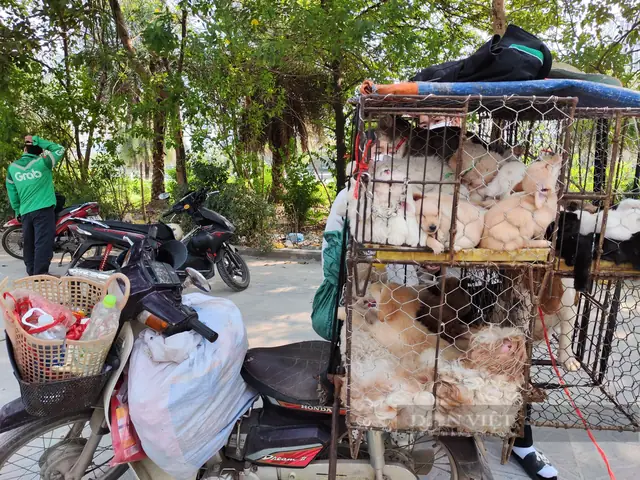 Hà Nội: Nhiều Người Nhận "trái Đắng" Khi Ham Rẻ Mua Chó, Mèo Cảnh Dạo - Ảnh 1. Hà Nội: Nhiều Người Nhận "trái Đắng" Khi Ham Rẻ Mua Chó, Mèo Cảnh Dạo - Ảnh 1.