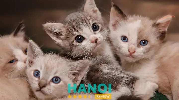 Cửa Hàng Mèo Cảnh Az Pet Cửa Hàng Mèo Cảnh Az Pet