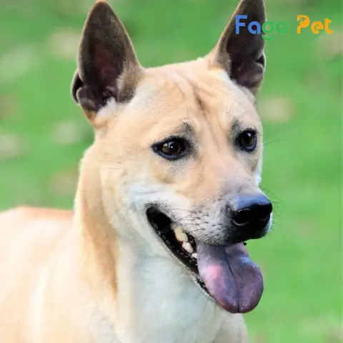 Một Số Lưu Ý Khi Bạn Muốn Mua Chó Phú Quốc Giá Rẻ