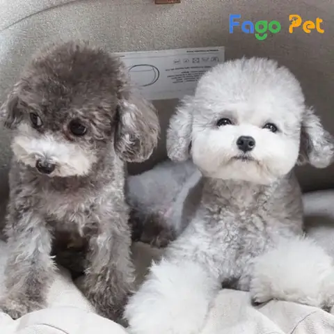 Giá Bán Chó Poodle Xám Khói Là Bao Nhiêu