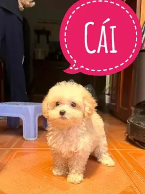 Hướng Dẫn Chi Tiết Cách Mua Chó Pug Ở Biên Hòa: Từ A Đến Z Cho Người Mới Nuôi Hướng Dẫn Chi Tiết Cách Mua Chó Pug Ở Biên Hòa: Từ A Đến Z Cho Người Mới Nuôi